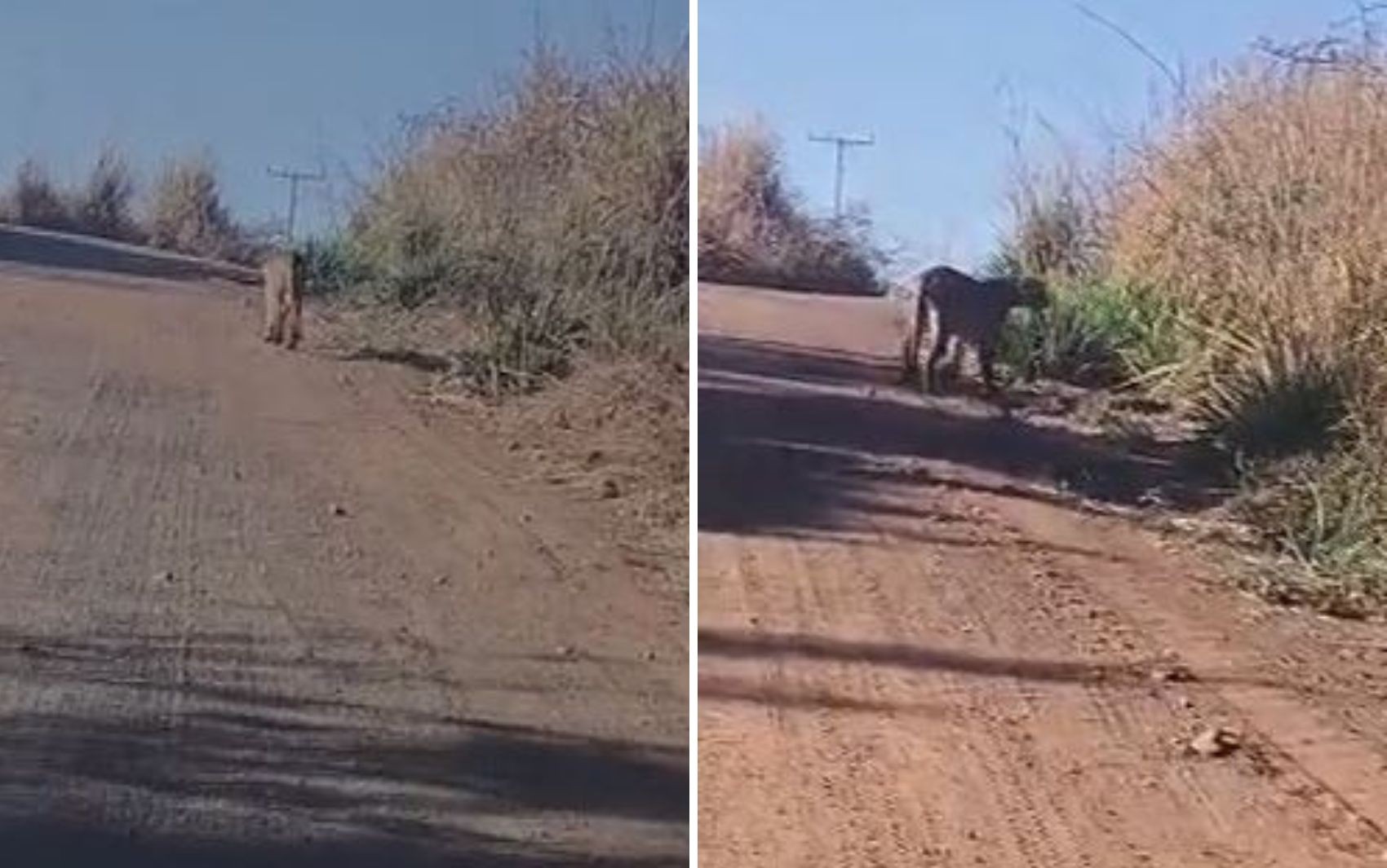 De cara com onça: casal se assusta ao se deparar com animal em estrada; vídeo 