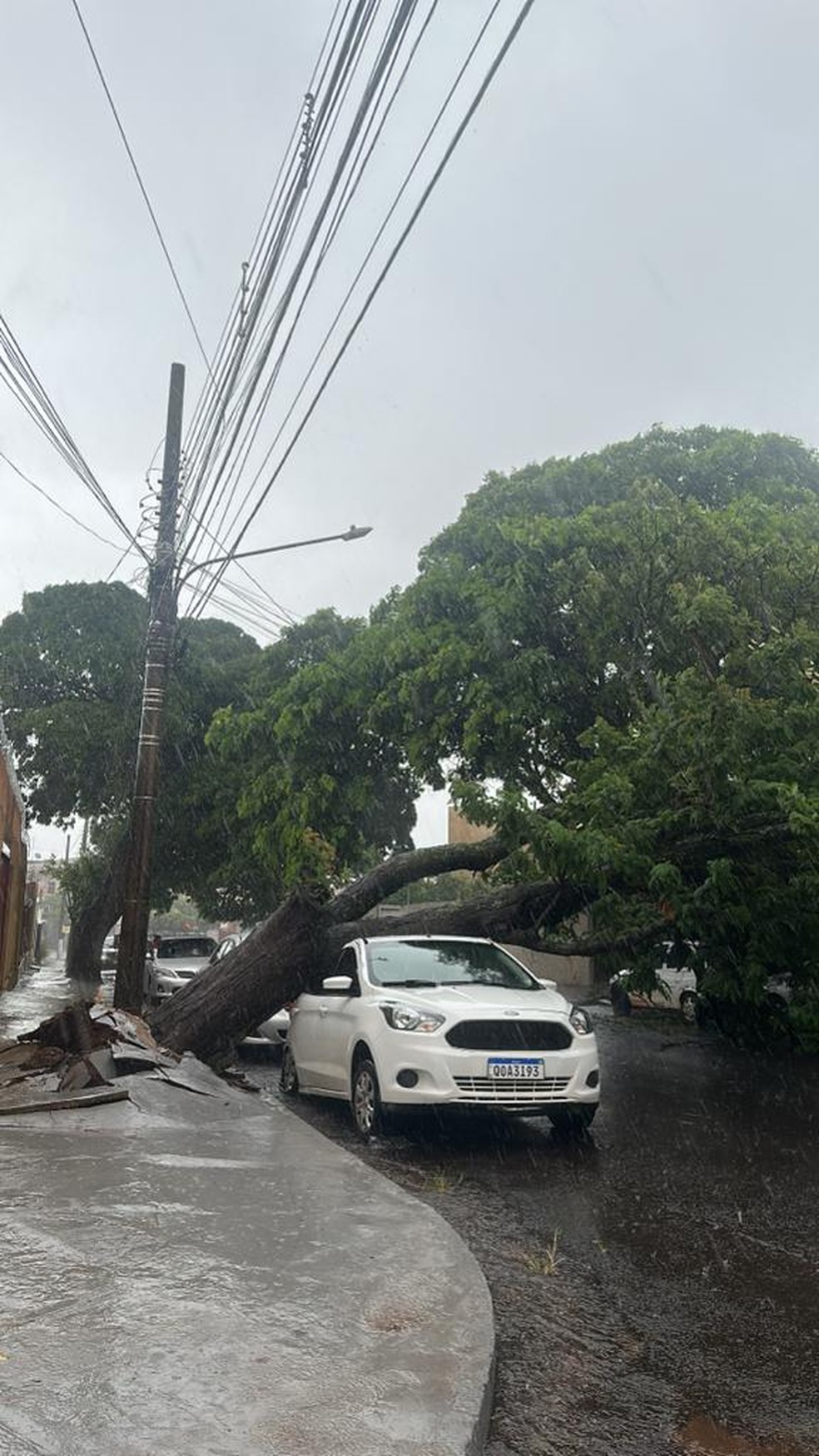 Árvore caiu sobre carro em Campo Grande. — Foto: Rodrigo Marques / Reprodução