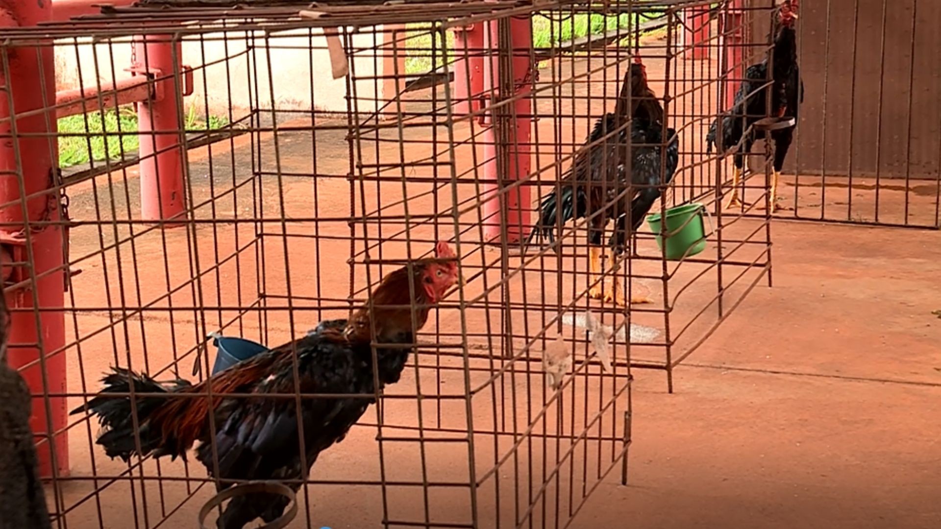 Arena de rinha e galos feridos são encontrados em casa em Uberaba; quatro aves morreram