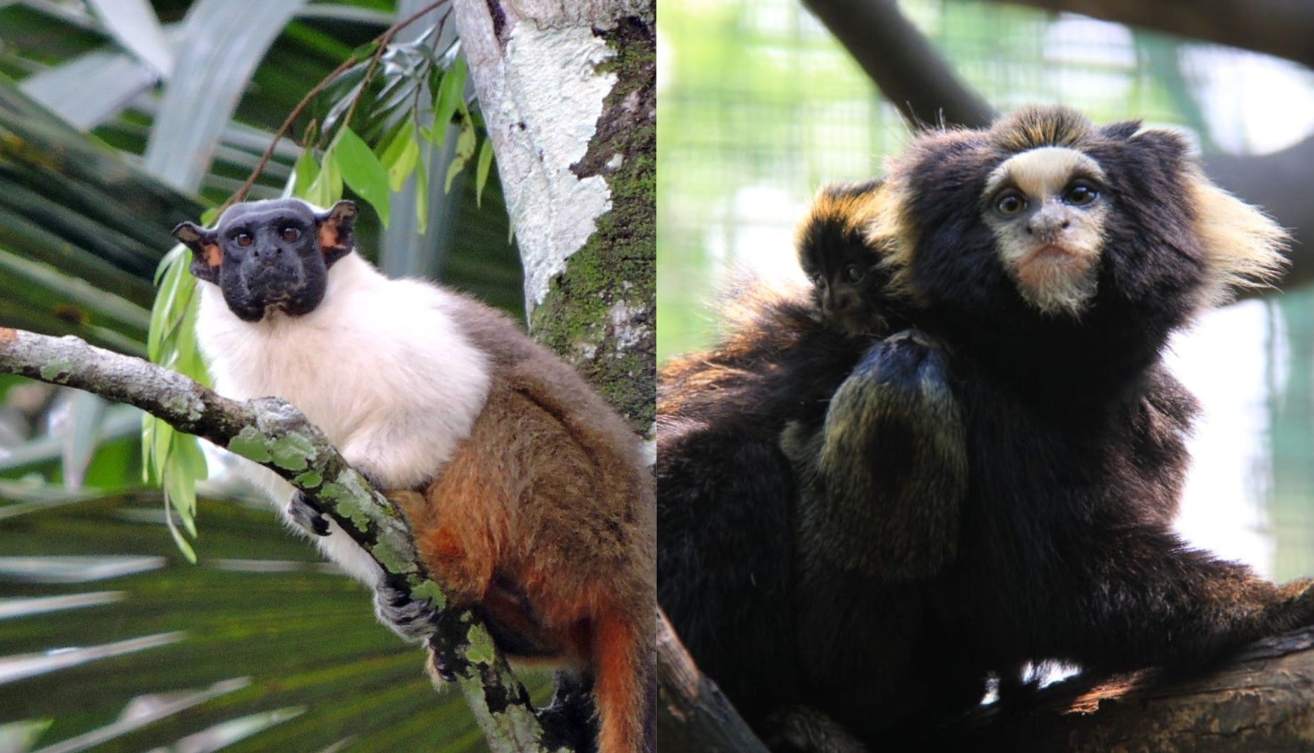 'Novo lar': zoo de Bauru recebe espécies de primatas em extinção; saiba mais sobre os recém-chegados