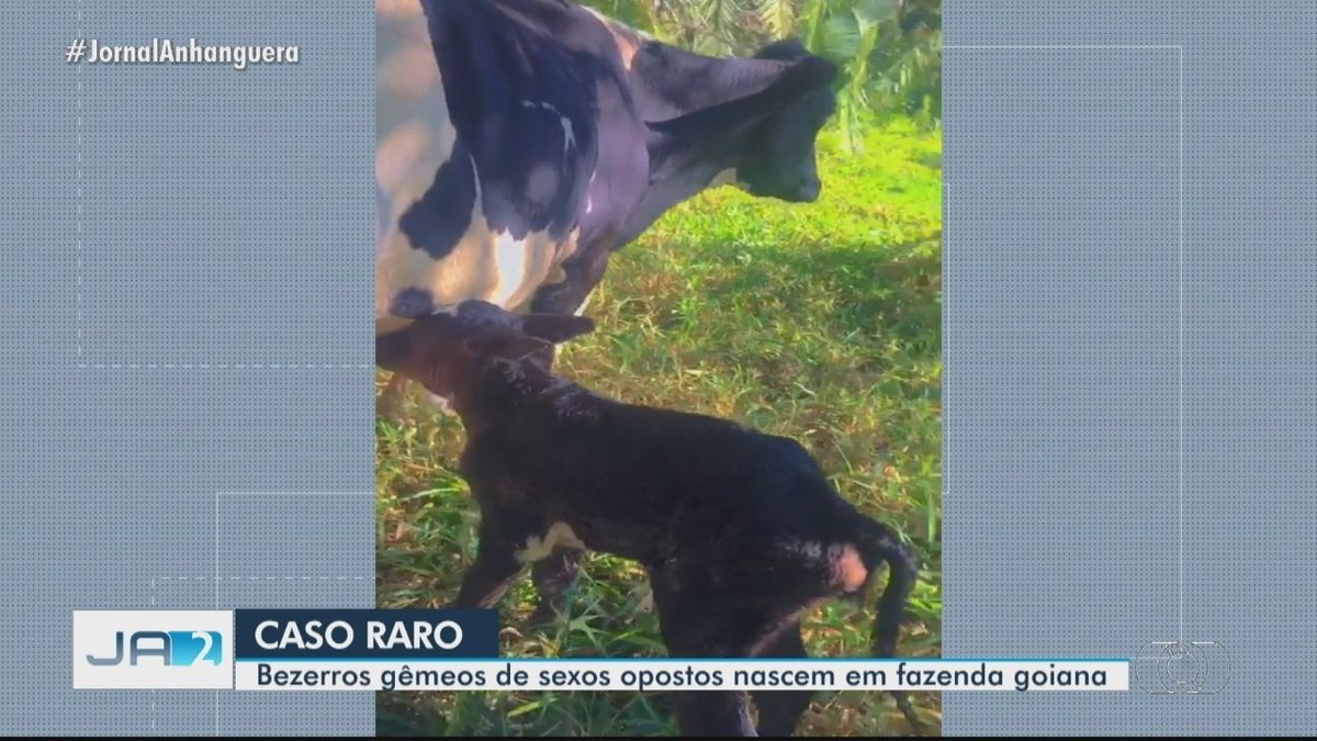 Goiás registra caso raro de nascimento de bezerros gêmeos de sexo oposto