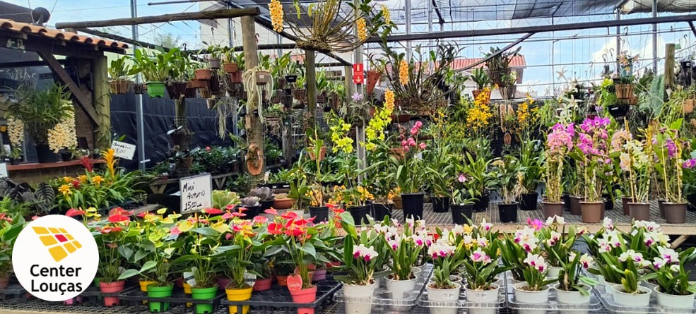 Center Louças Pedreira recebe Mostra  de Orquídeas, Suculentas e Flores.