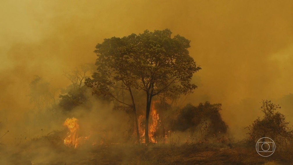 Pantanal está cada vez mais seco e com a biodiversidade ameaçada, dizem novos dados científicos — Foto: Jornal Nacional/ Reprodução