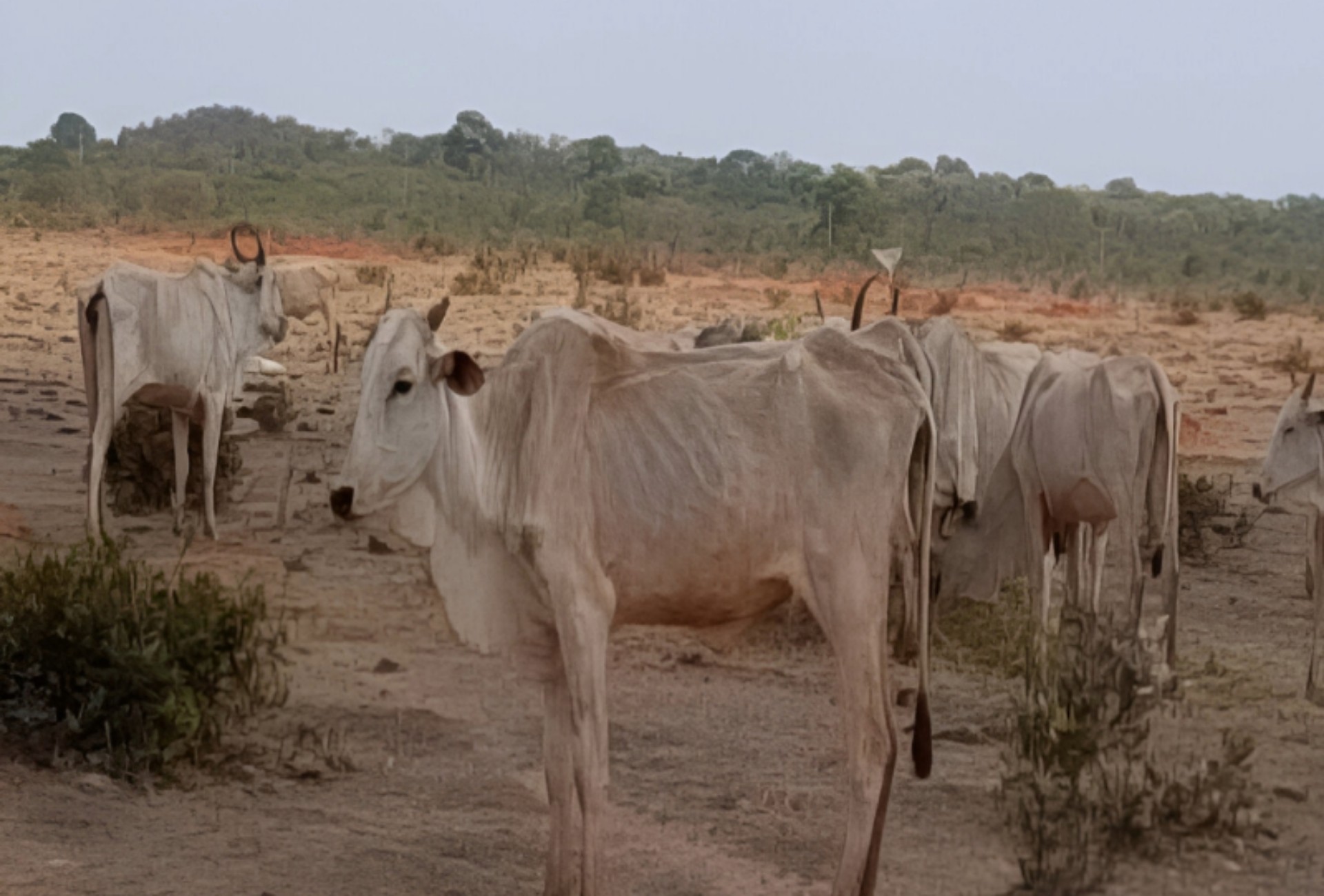Rebanho sem comida: MP abre inquérito após encontrar animais morrendo em fazendas de MS