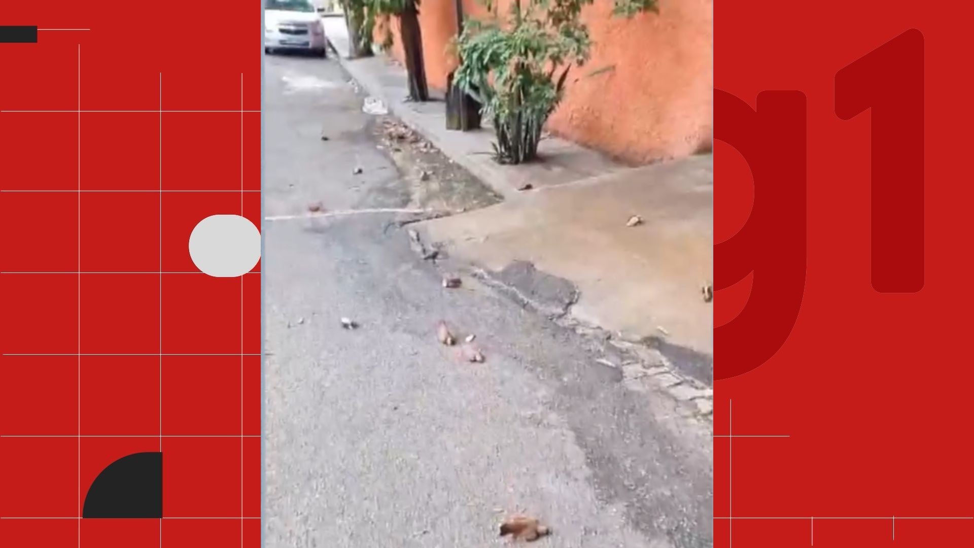 VÍDEO: moradora denuncia morte de 60 pássaros por envenenamento em rua do ES; Ibama vai apurar