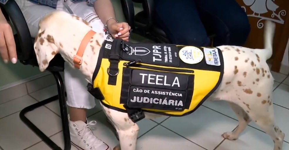 Cães auxiliam crianças em assistência judiciária — Foto: Reprodução/RPC