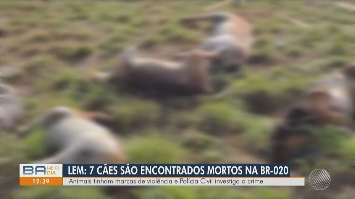 ANIMAIS SÃO ENCONTRADOS MORTOS EM RODOVIA ILHÉUS/SERRA GRANDE - ILHÉUS 24H  :: Porque a notícia não para.