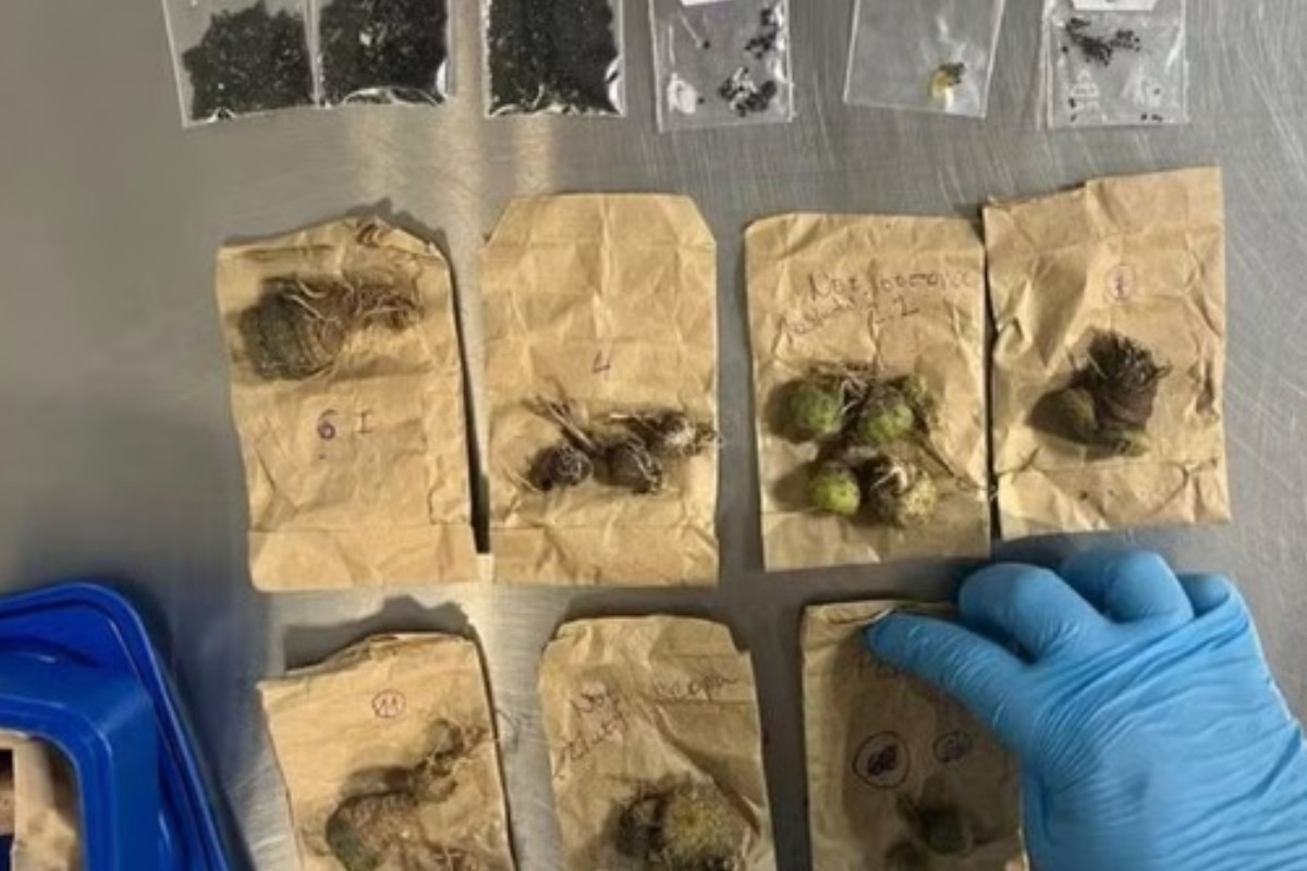 Turistas tchecos são presos com mais de cem cactos e duas mil sementes