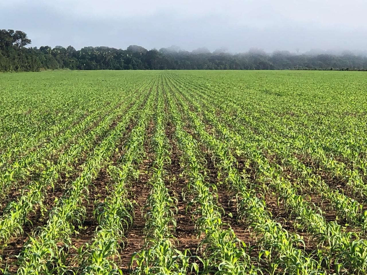 Comunidades rurais enfrentam insegurança alimentar e falta de crédito