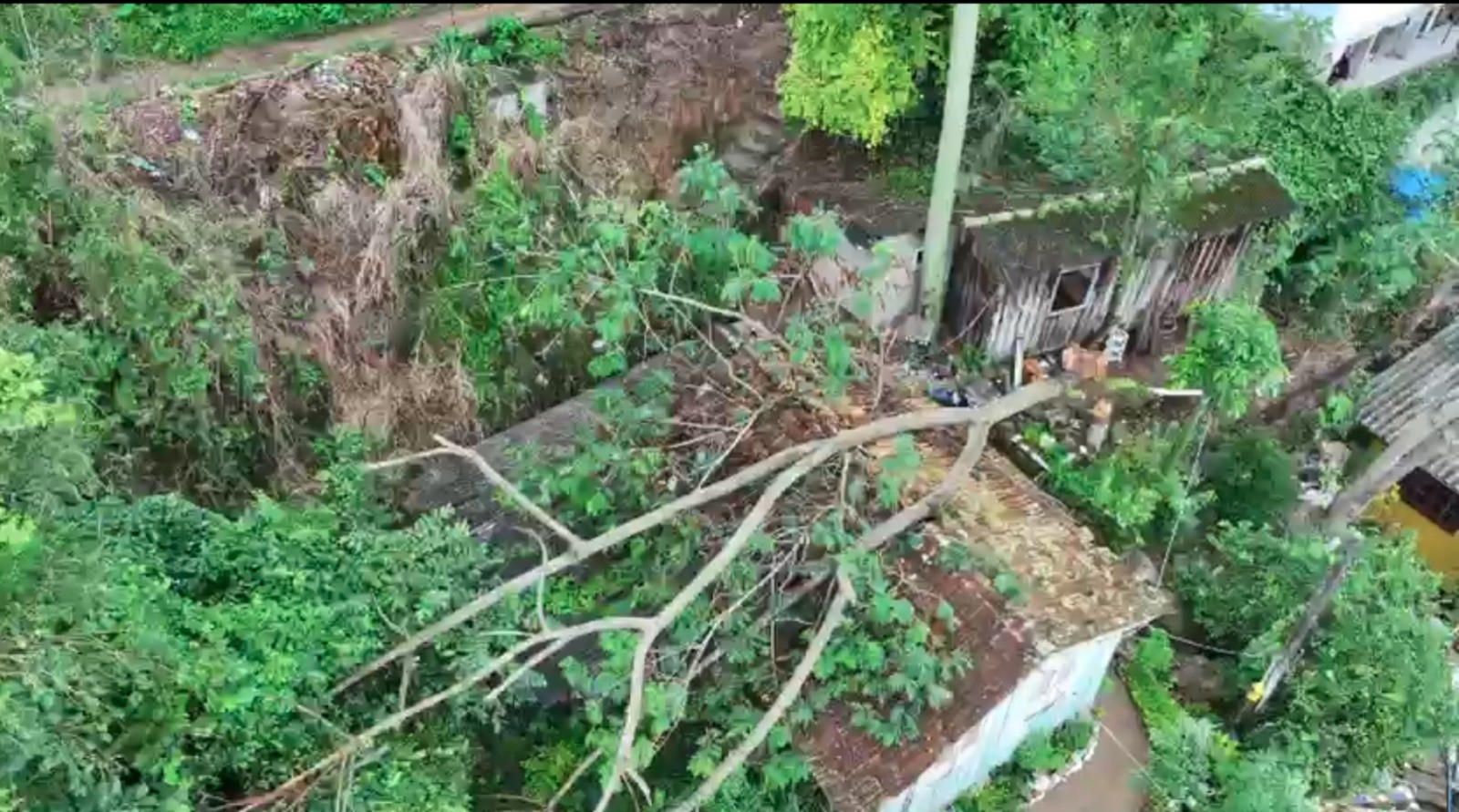Árvore cai sobre casa após madrugada caótica com ventos fortes em Florianópolis; VÍDEO