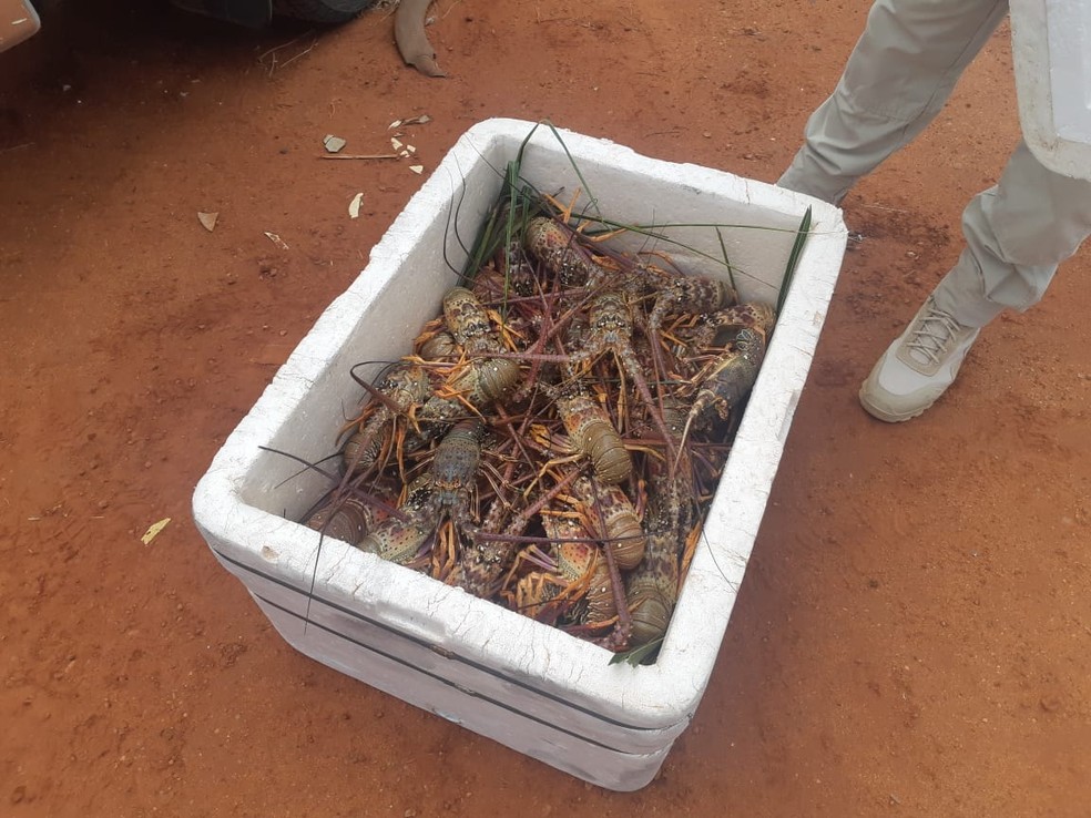 Lagostas apreendidas pela PRF &mdash; Foto: Divulga&ccedil;&atilde;o