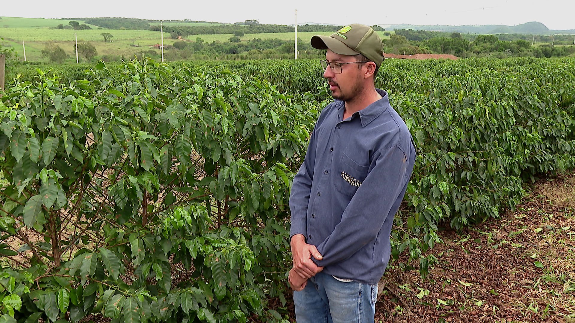 Cafeicultor estima perda de 20% da produção após chuva de granizo no interior de SP: 'Está de assustar'