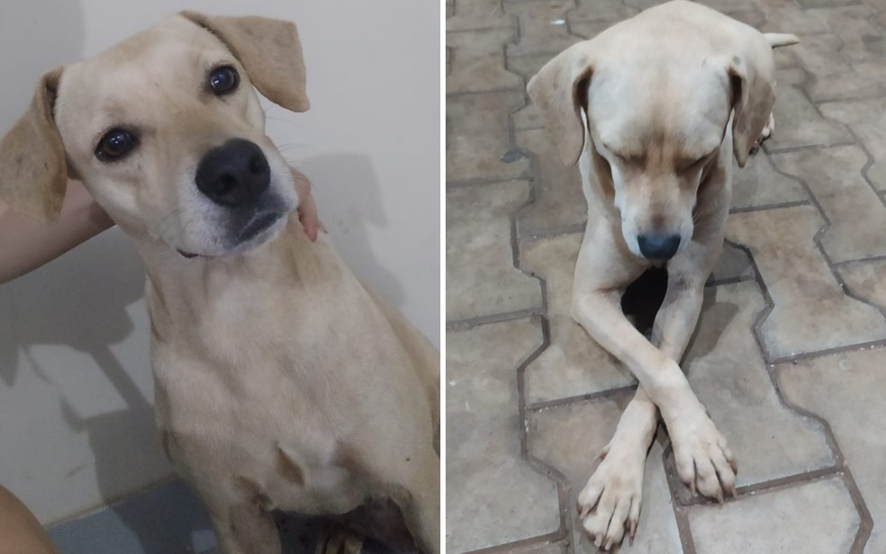 Pet influencer', cachorro goiano viraliza na web com vídeos engraçados, Goiás