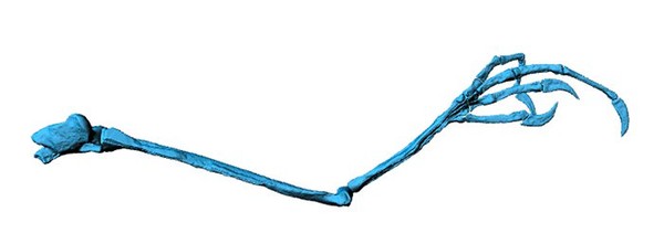 Nova espécie de pássaro pré-histórico é encontrada preservada em