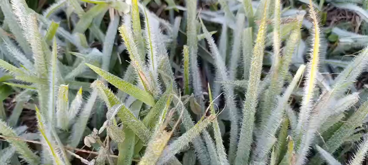 MS registra geada em 11 cidades e sensação de até -3°C; veja vídeo