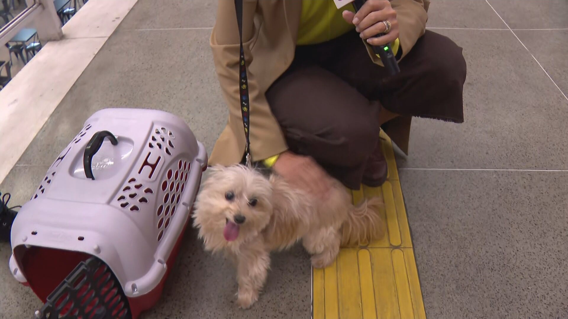 Pets passam a pagar passagem para viajar de ônibus em MG e só podem ser levados em caixas