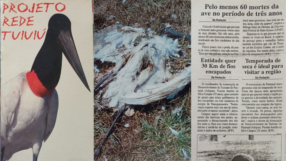 Projeto previu modificações nas linhas de transmissão de energia no Pantanal para evitar que tuiuiús morressem eletrocutados — Foto: Reprodução
