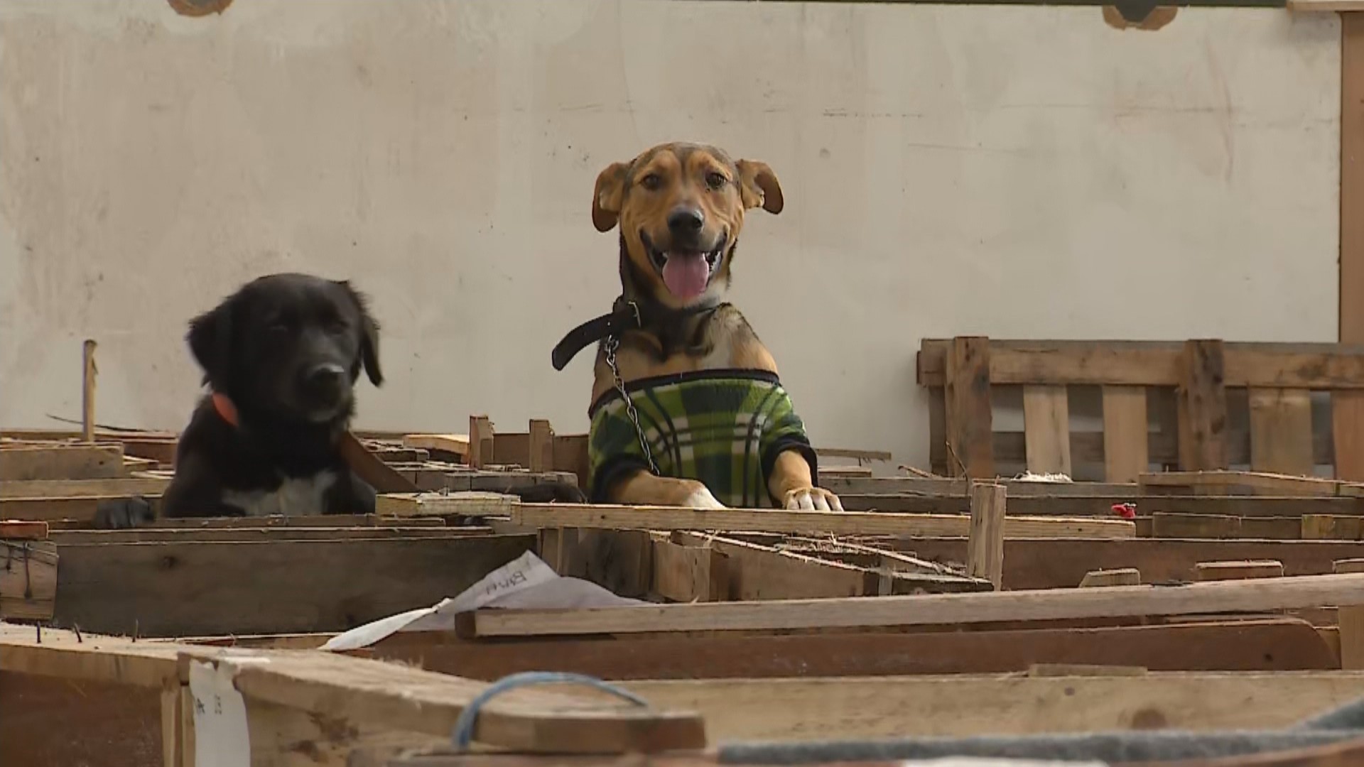 Chuvas fortes no RS: abrigos de animais ampliados