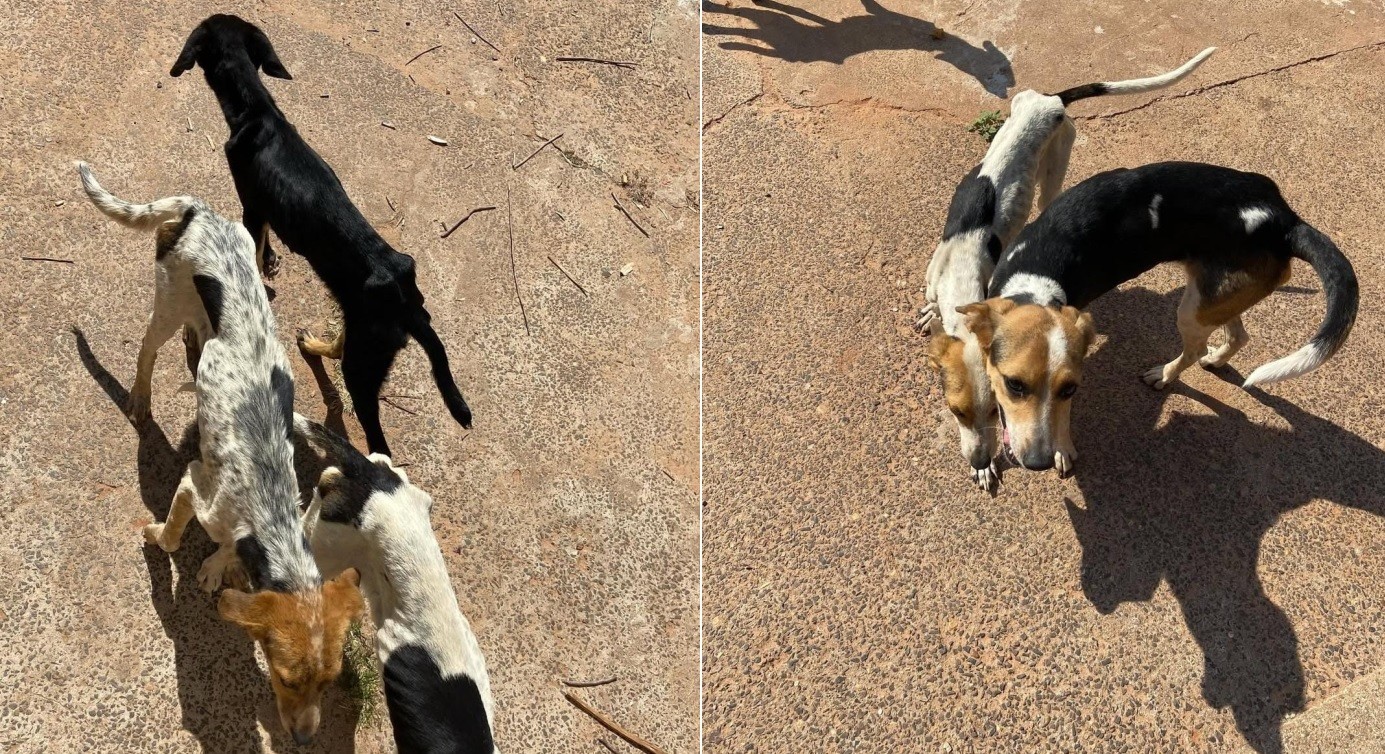 Operação resgata filhotes de cachorro em situação de maus-tratos sem água e comida no interior de SP 