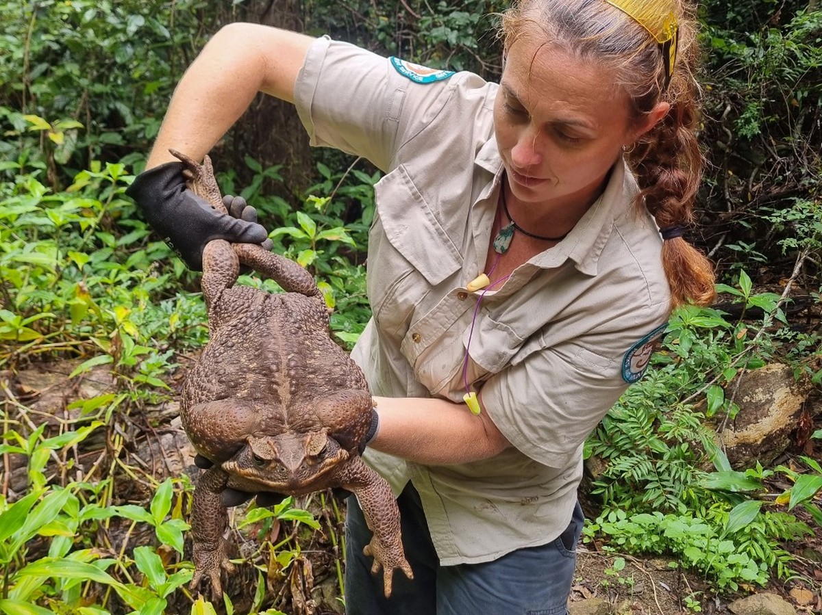 Sapo gigante de 2,7 kg é encontrado em parque na Austrália | Mundo | G1