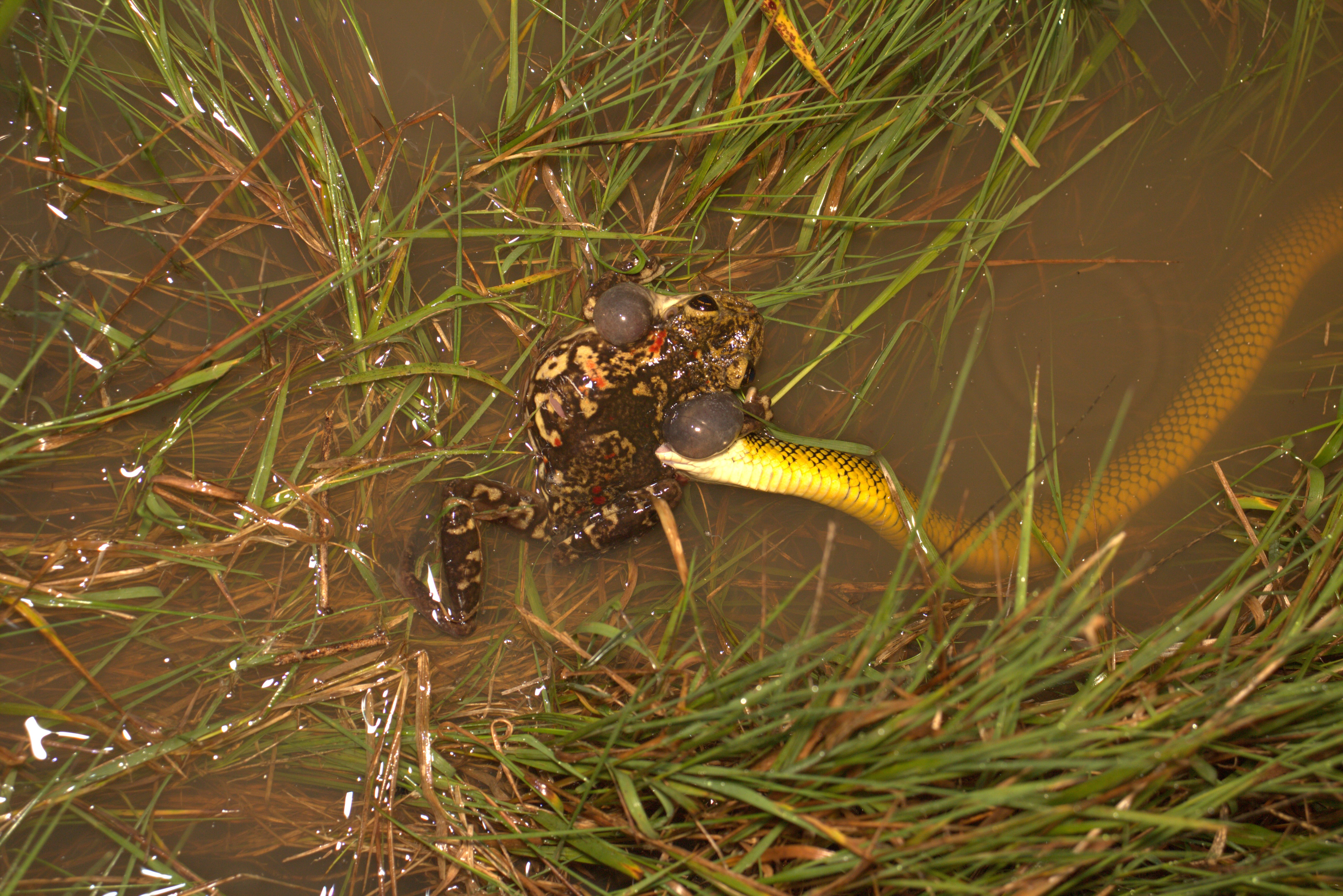 Flagrante mostra perereca resistindo a ataque de cobra em Macaé, RJ