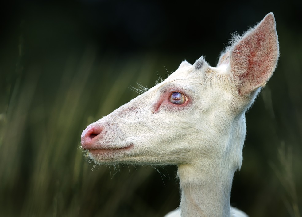 Veado-campeiro albino na região do Caiman no Pantanal — Foto: Bruno Sartori/Arquivo Pessoal