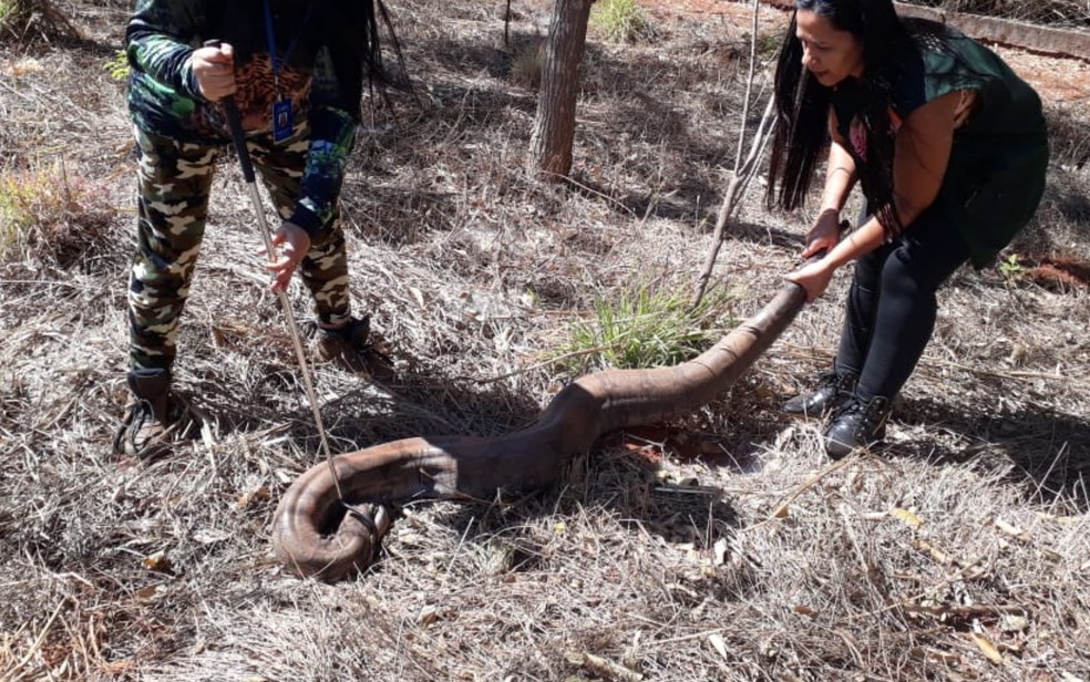 Serpente é capturada em empresa de lanternagem em Betim