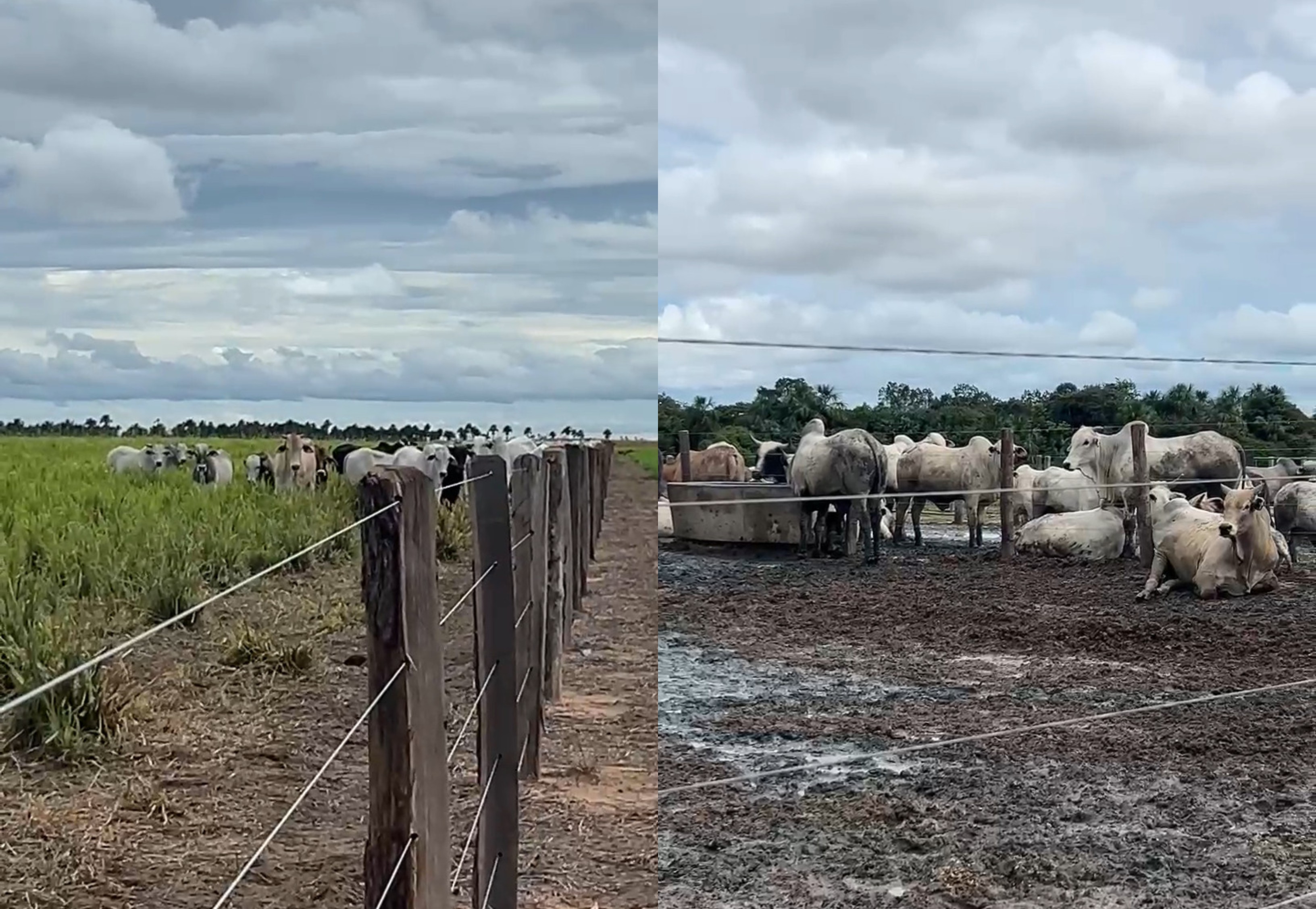 Integração entre lavoura e pecuária garante renda o ano todo a produtores em Roraima