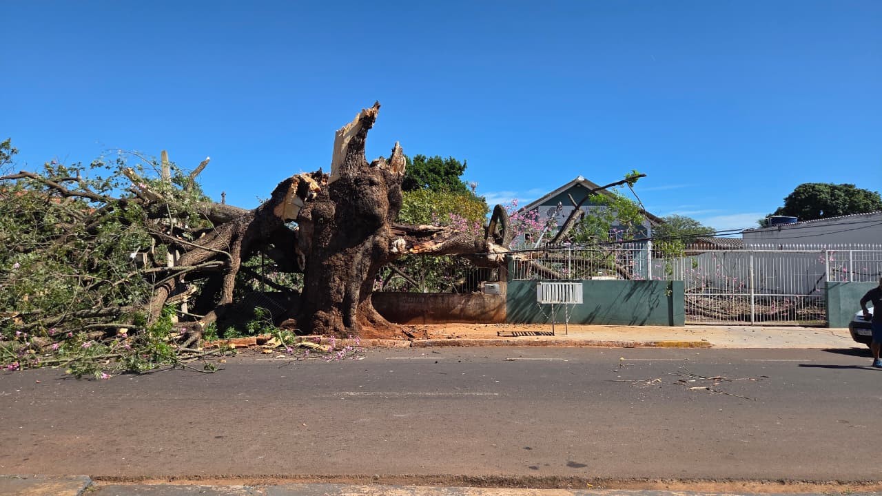 Árvore centenária gigante cai e destrói casas em bairro de Campo Grande