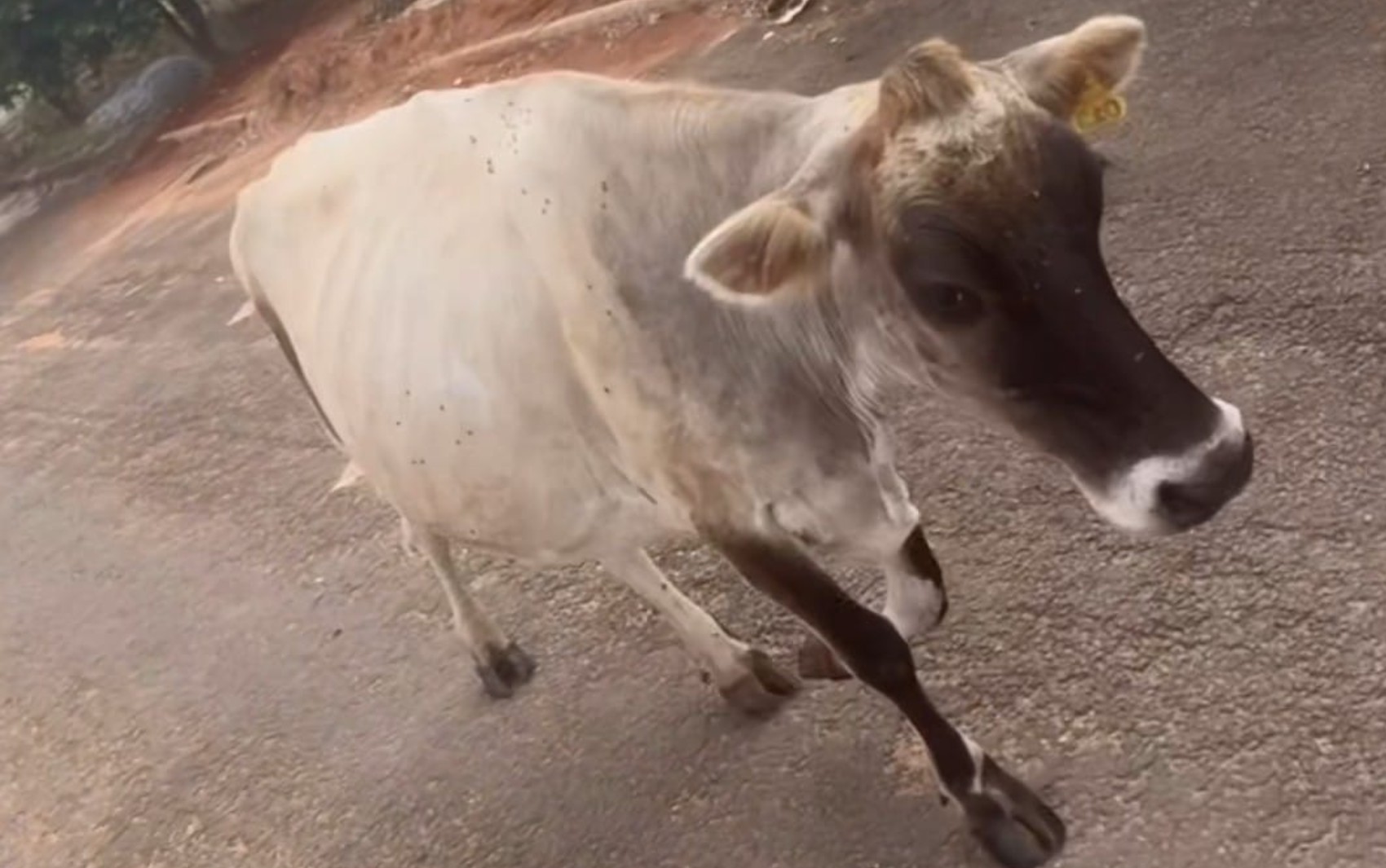 Morador ganha a companhia de vaca durante passeio por rua de Goiás e vídeo diverte a web