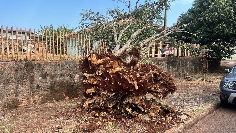 Temporal arranca árvore em Casvael (PR) — Foto: Jéssica Passos