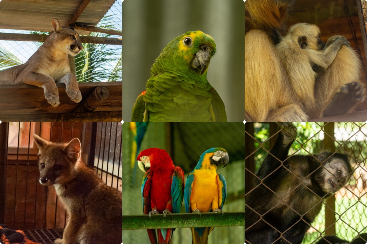 Do resgate e apreensão à liberdade: o desafio de reinserir animais silvestres na natureza no interior de SP