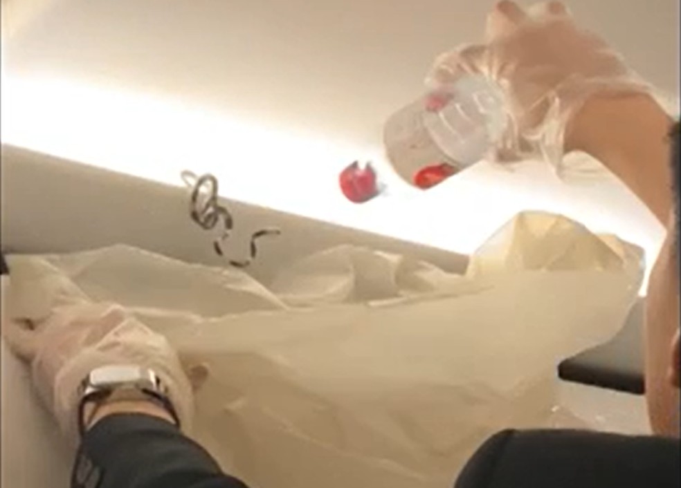 Serpente a bordo: cobra 'invade' avião na Tailândia e assusta passageiros;  veja vídeo | Mundo | G1