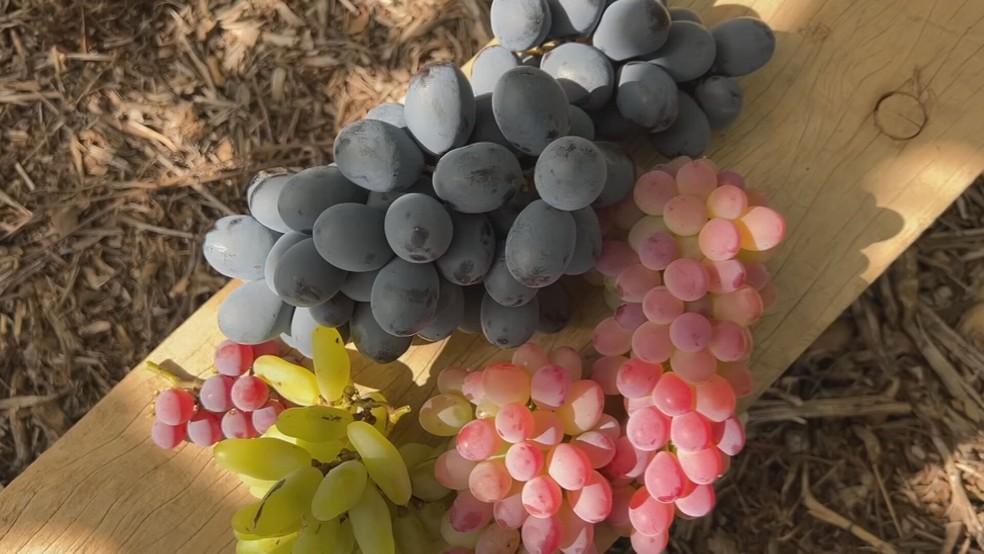 1 de 1
Safra da uva atrasa no Sudoeste de SP — Foto: TV TEM/Reprodução