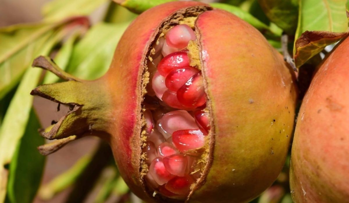 Pesquisadores da Unicamp descobrem potencial curativo da casca de romã