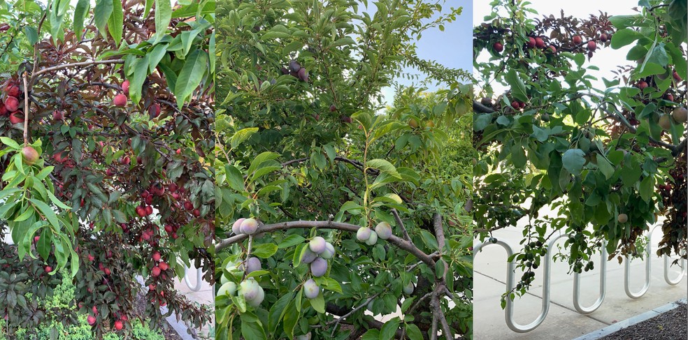 Pêssegos, ameixas e cerejas são algumas das frutas produzidas pela Árvore Frankenstein — Foto: Sam Van Aken/ Reprodução