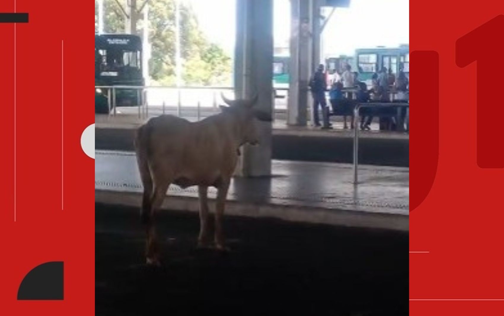 VÍDEO: boi 'invade' terminal de ônibus em Salvador e surpreende passageiros