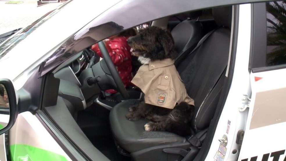 Cão adotado por policiais em viatura da PM em São Francisco do Sul — Foto: NSC TV/Reprodução