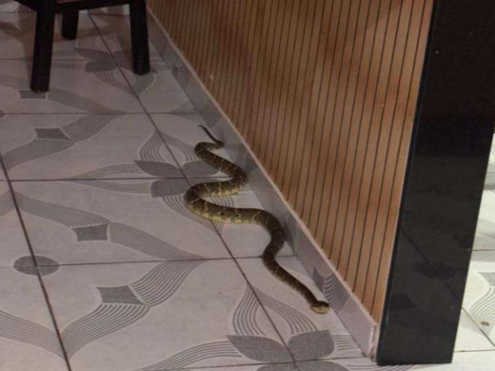VÍDEO: Jararaca com mais de um metro é encontrada dentro de casa no interior do Acre