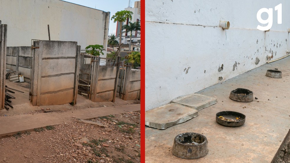 Caso a denúncia de maus-tratos seja confirmada, os animais ficarão inicialmente sob os cuidados das protetoras que acompanharam a ocorrência. — Foto: Emanoele Daiane