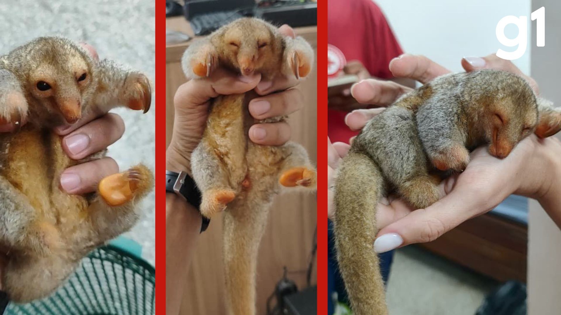 Filhote de tamanduá é resgatado por casal em estrada e morre horas depois em MT