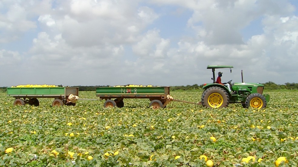 Plantação de melão no RN (Arquivo) — Foto: Inter TV Costa Branca