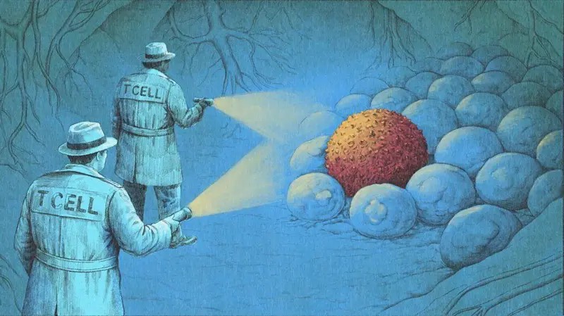 Como uma nova onda de imunoterapia está eliminando cânceres