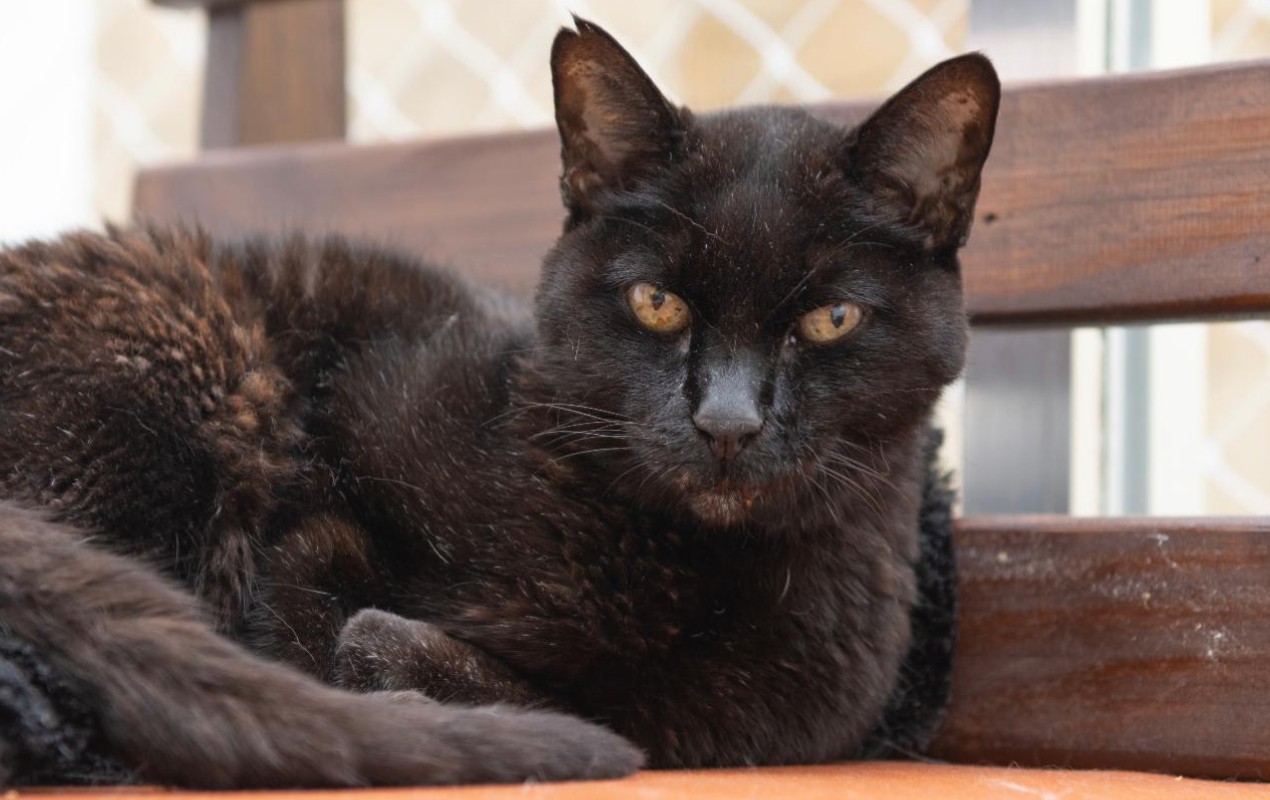 Vacinação, ração especial e ambiente adaptado: veterinária fala sobre necessidades de gatos idosos