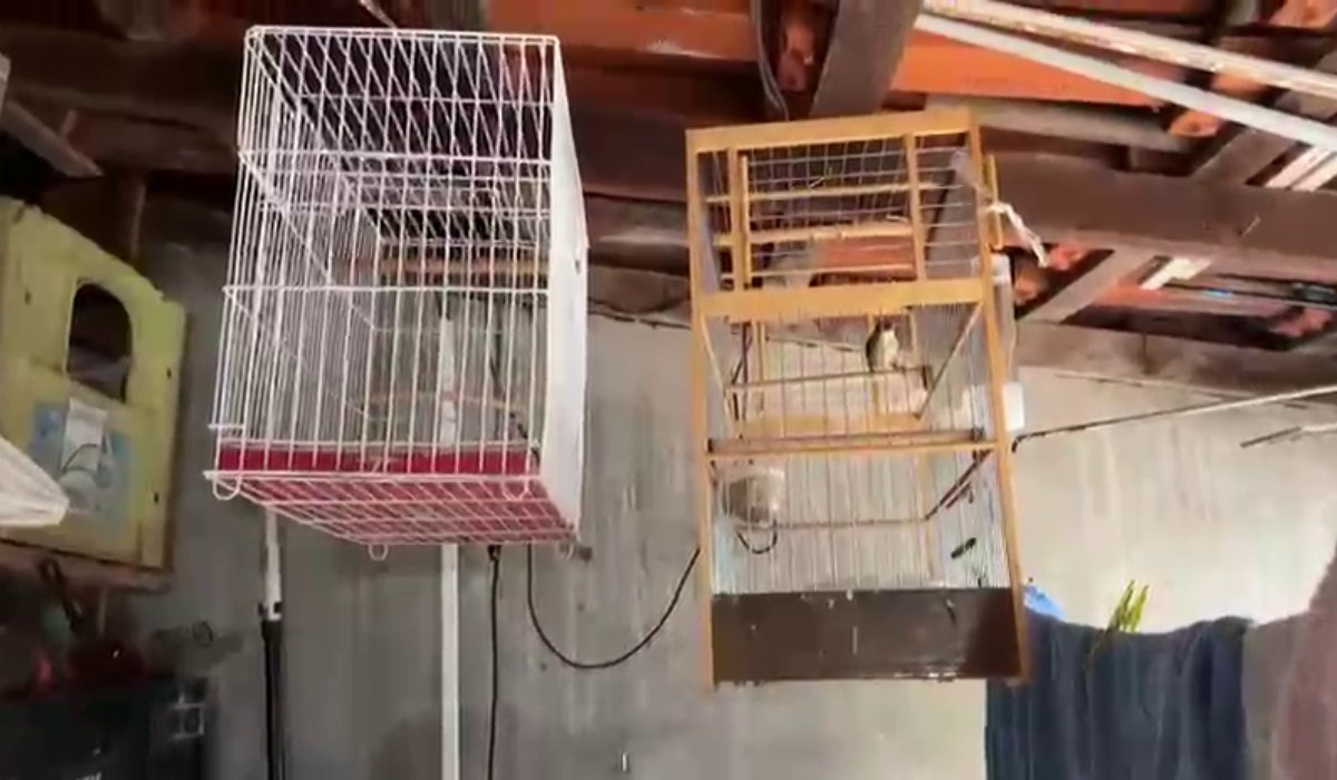 Polícia Federal prende homem em Sumaré por falsificação de anilhas de aves