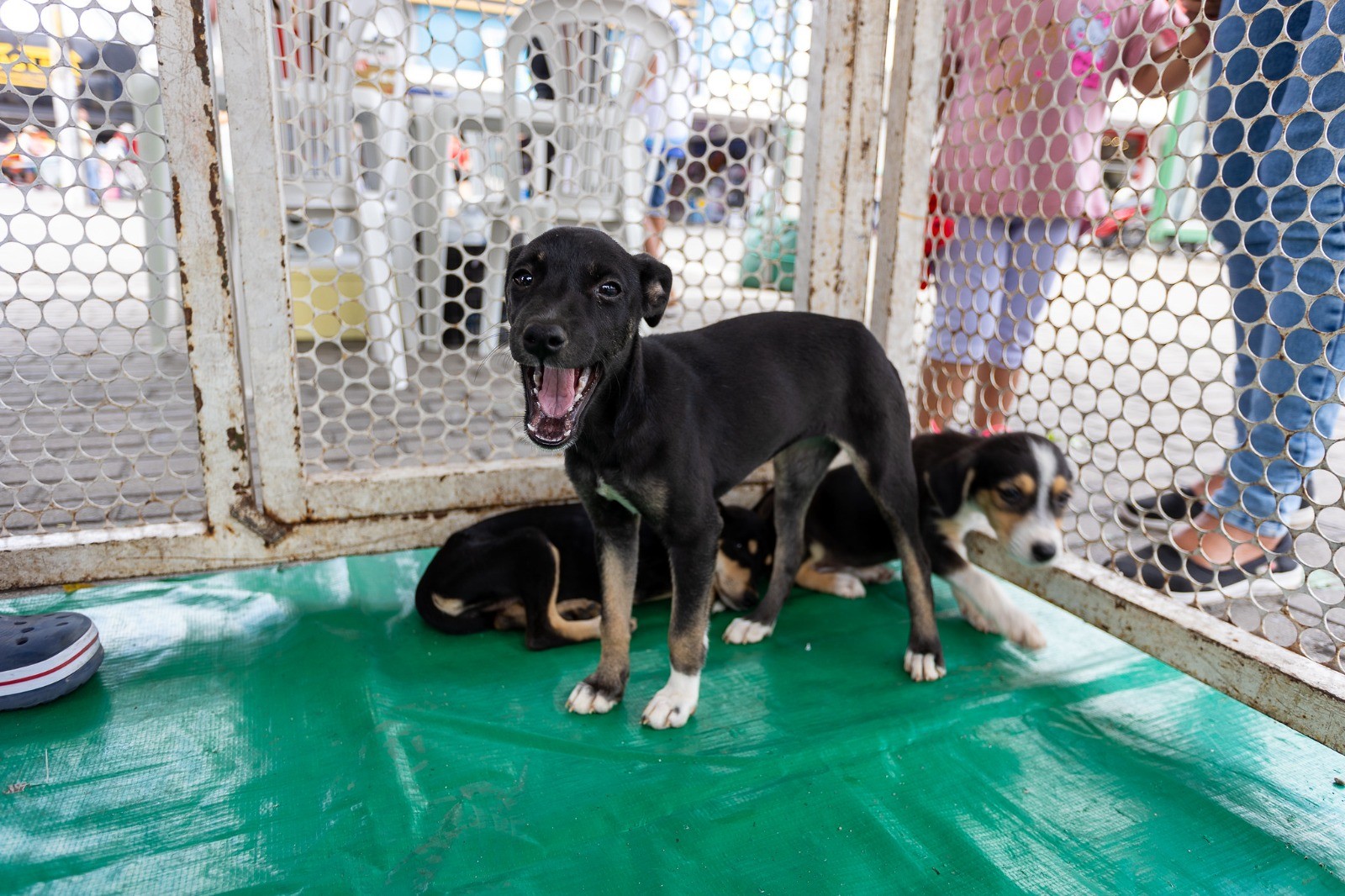 Feira de adoção de animais acontece em Caruaru