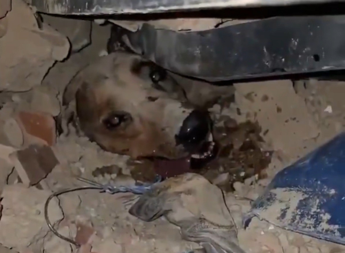VÍDEO: Cachorro é resgatado em meio aos escombros após terremoto na Venezuela
