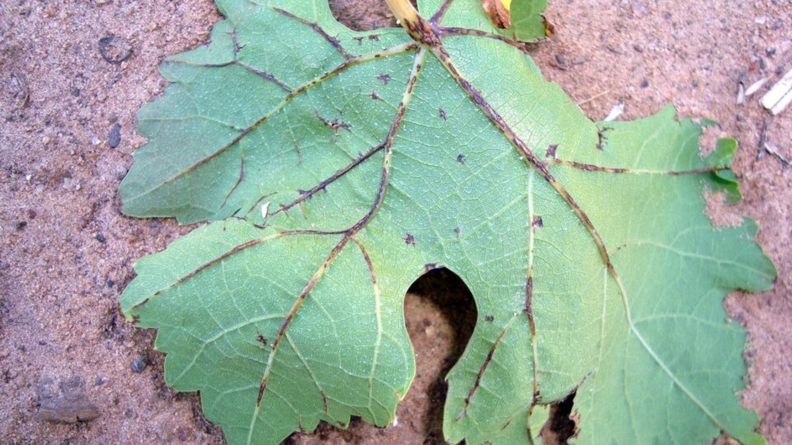 Bactérias patogênicas representam ameaça significativa à fruticultura