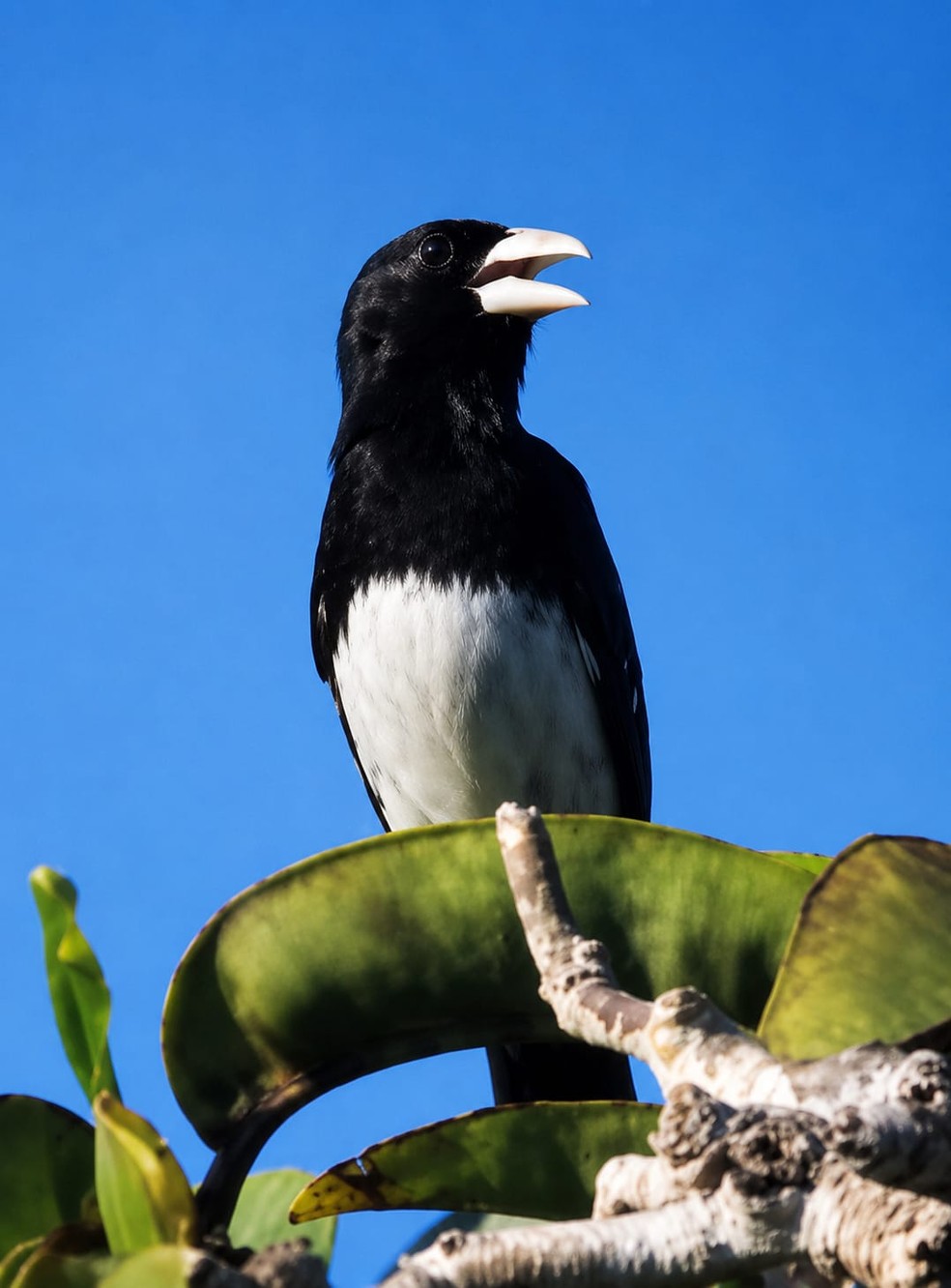 Tiê-bicudo (Conothraupis mesoleuca) — Foto: Lucas Souza