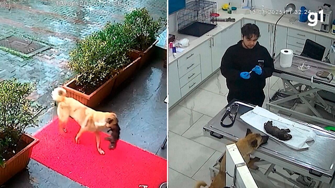 Cadela pede ajuda para filhote com hipotermia em clínica veterinária em Istambul; VÍDEO